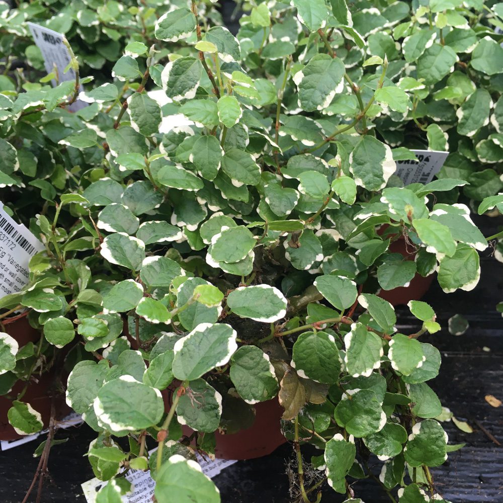 Pr Live Plant Creeping Fig Variegated Large Peregrine