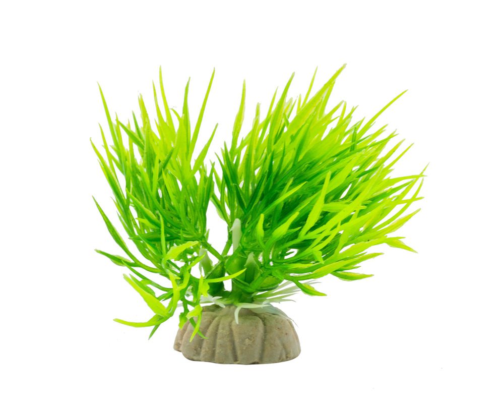 AQ Eleocharis Plant Green 8cm 1DA239 pack of 20