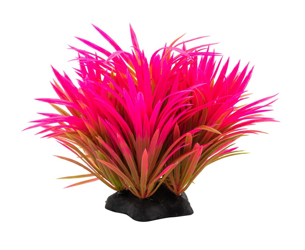 AQ Helanthium Plant Pink 10cm 1DA242