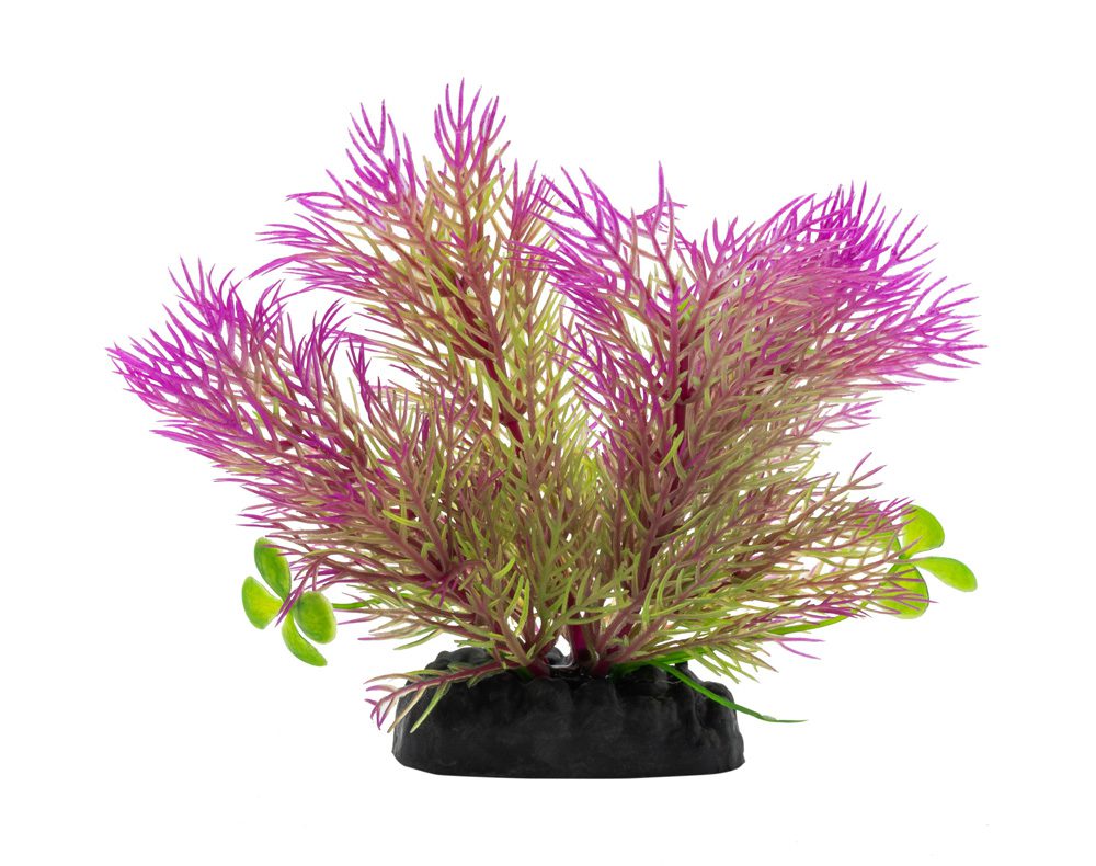 AQ Ceratopteris Plant Purple 10cm 1DA243