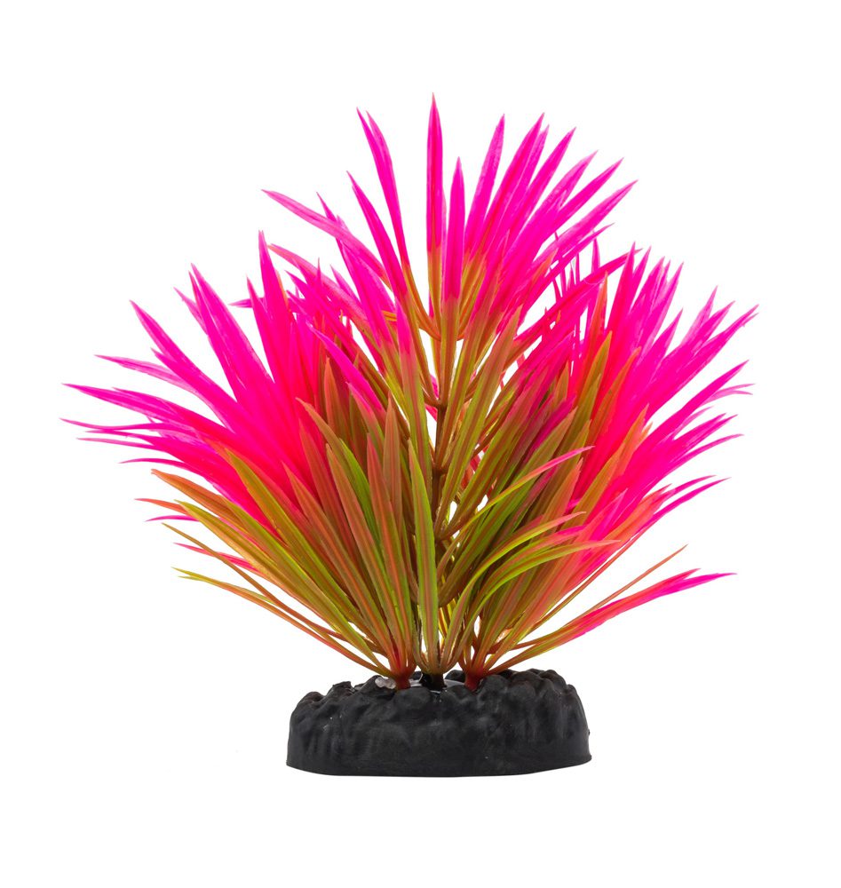 AQ Lilaeopsis Plant Pink 10cm 1DA245