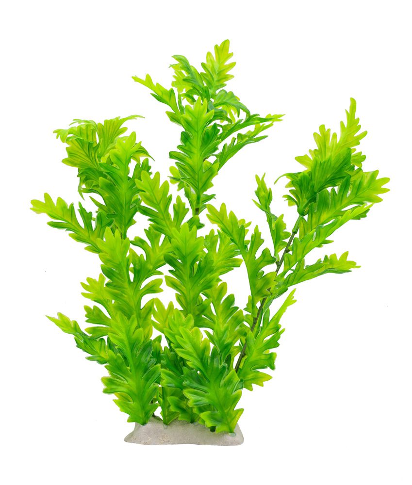 AQ Hygrophila Plant Green 30cm 1DA305