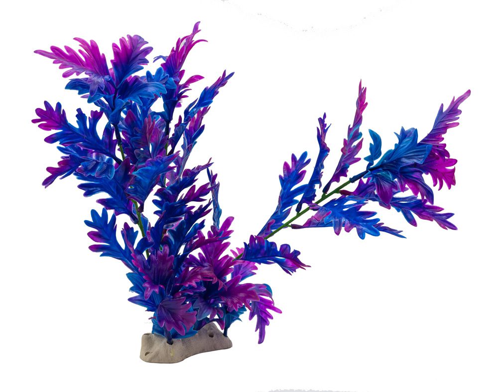 AQ Hygrophila Plant Blue 30cm 1DA306