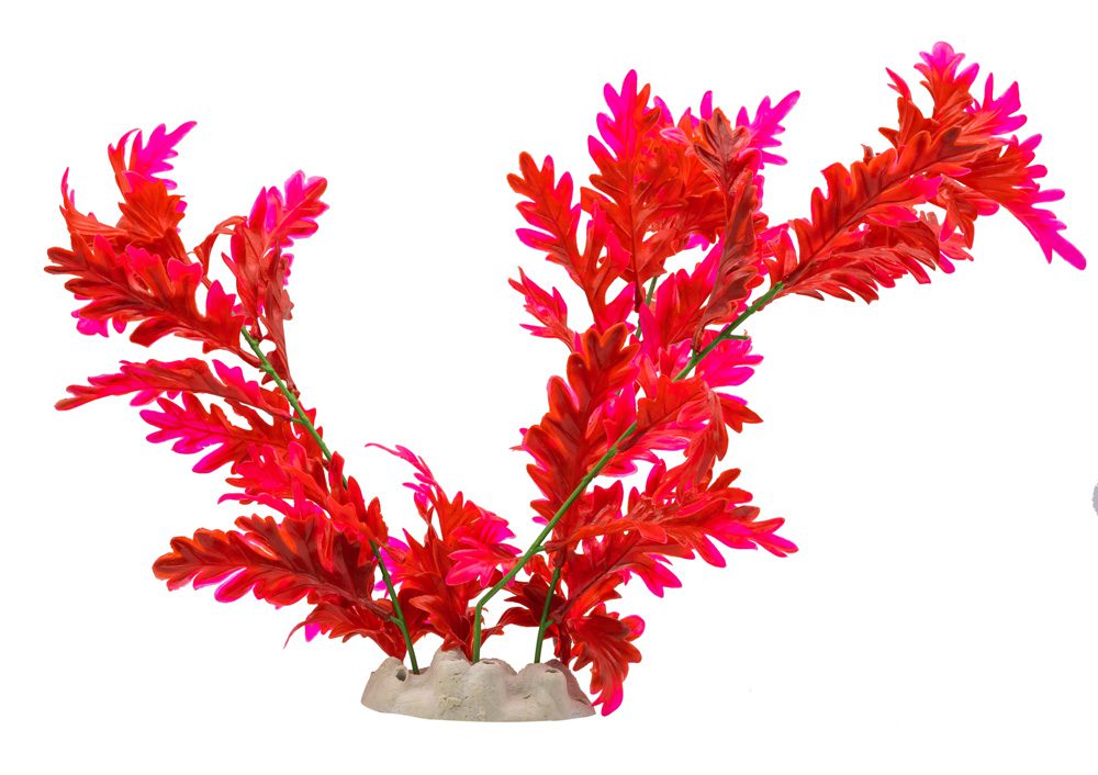 AQ Hygrophila Plant Red 30cm 1DA307