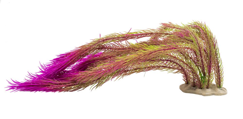 AQ Ludwigia Plant Purple 40cm 1DA311