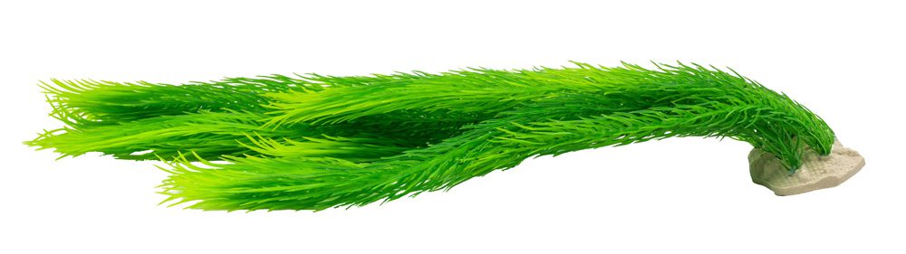 AQ Ludwigia Plant Green 40cm 1DA314