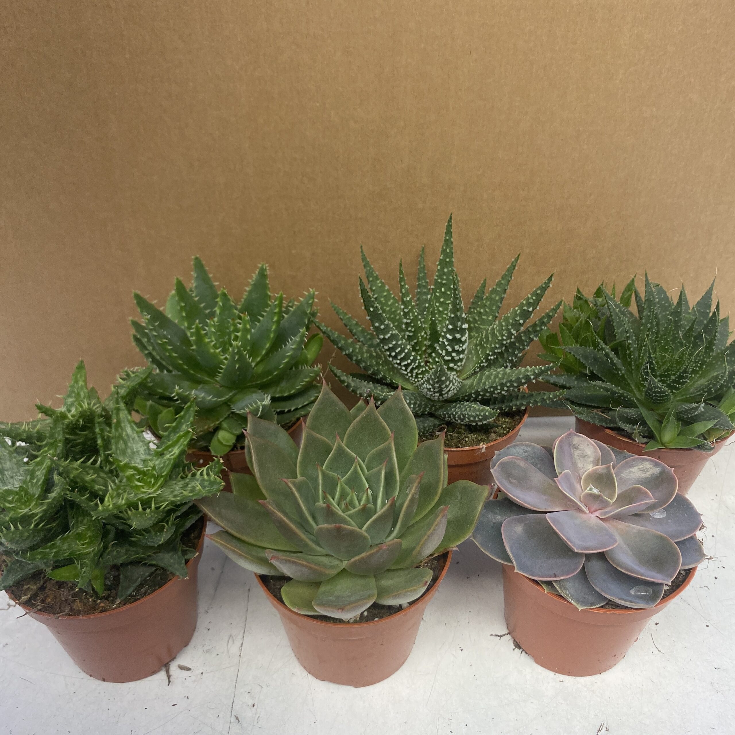 PR Live Plant  Mini Arid Collection (6 Plants)