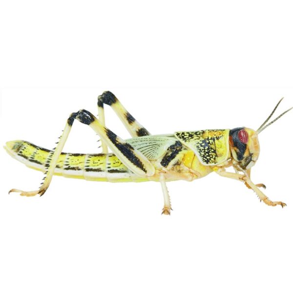 Locusts, Small (Tub of 50)