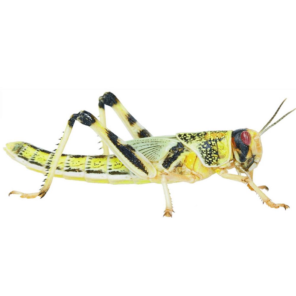 Locust pre-pack, Small (Hatchling)
