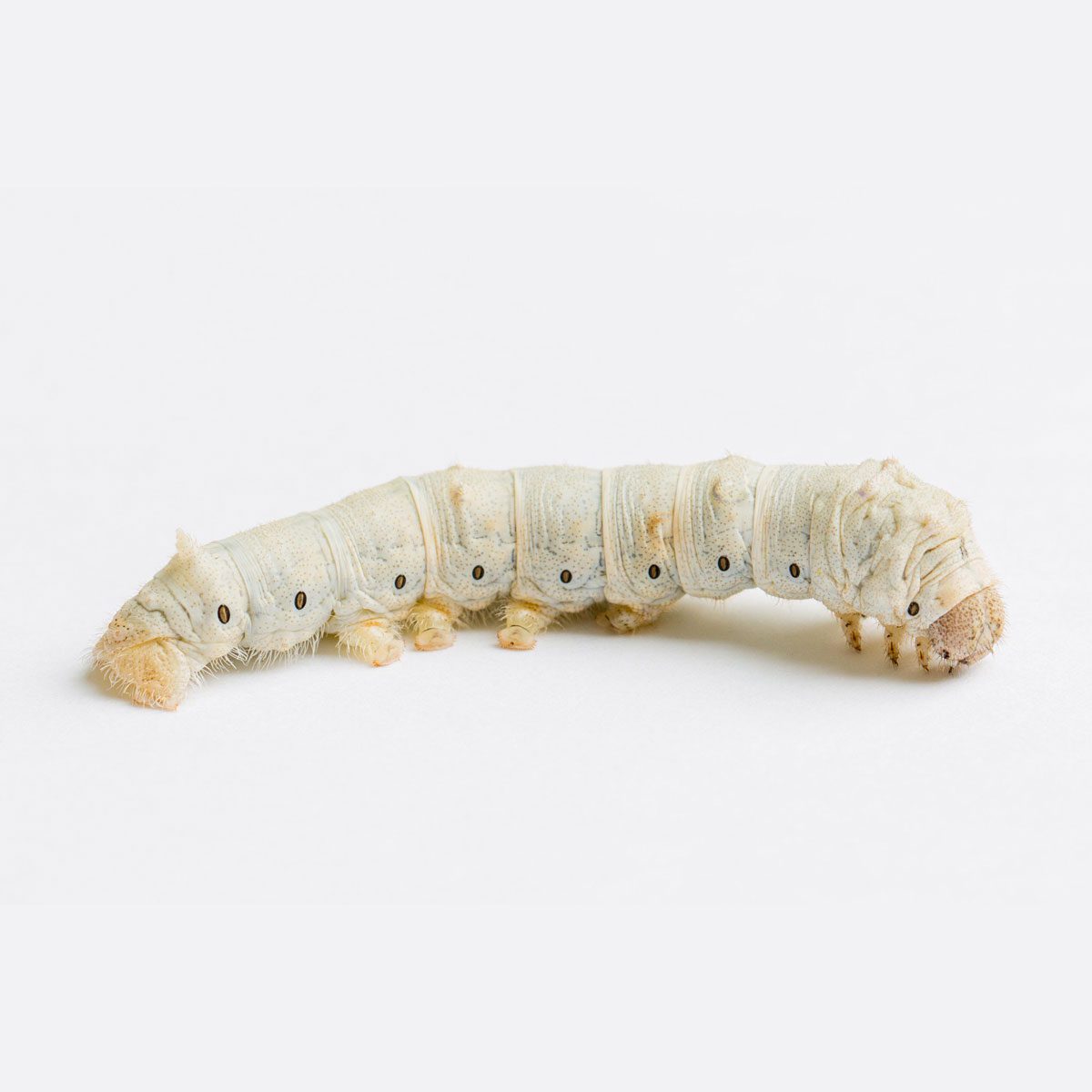 Silkworm, Small