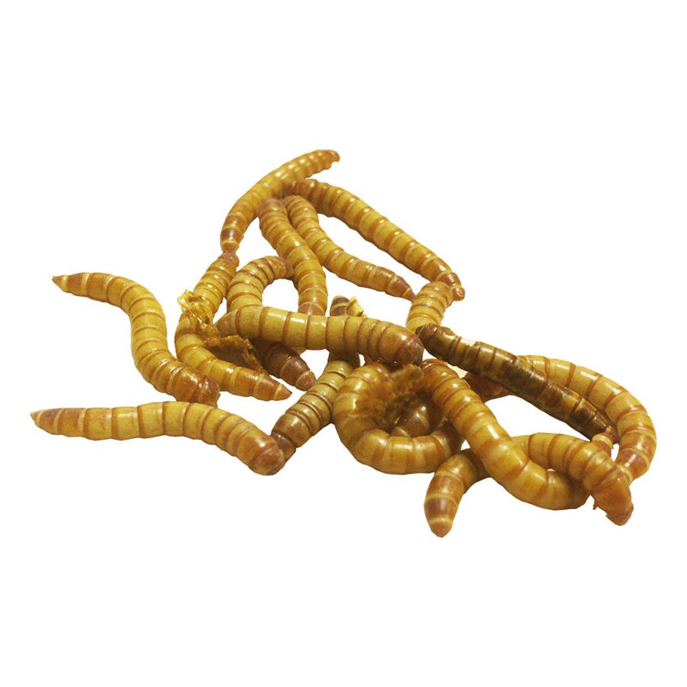 GIANT Mealworms 250g