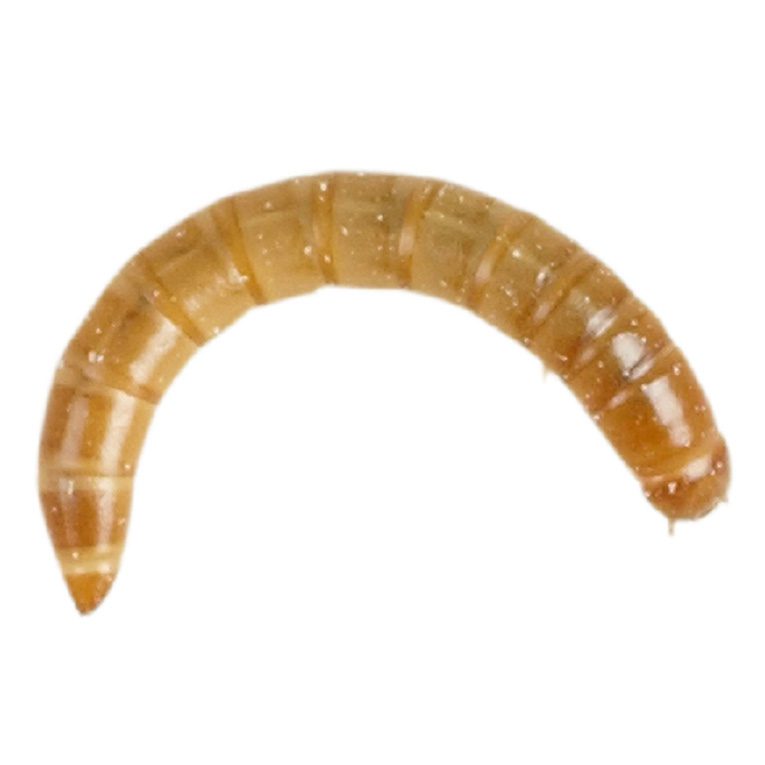 Mealworm pre-pack