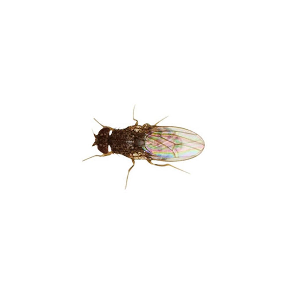 Flightless Fruitfly (Drosophila) culture