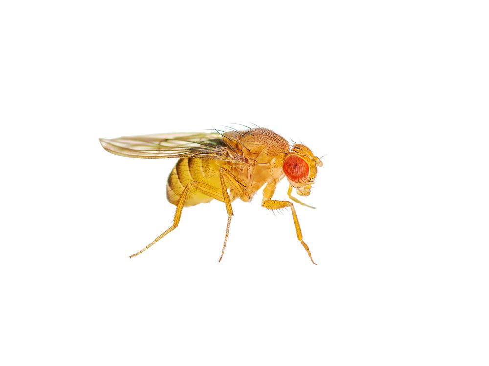 Golden Fruit Fly Culture (D.melanogaster)
