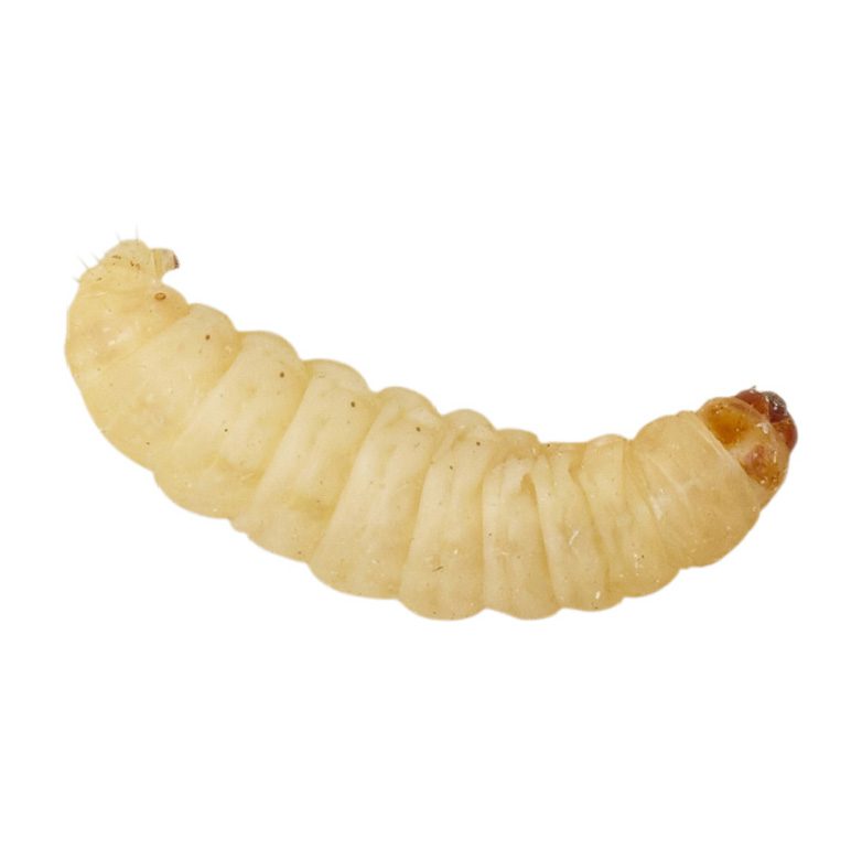 Waxworms 15g (on egg-pack) pre-pack