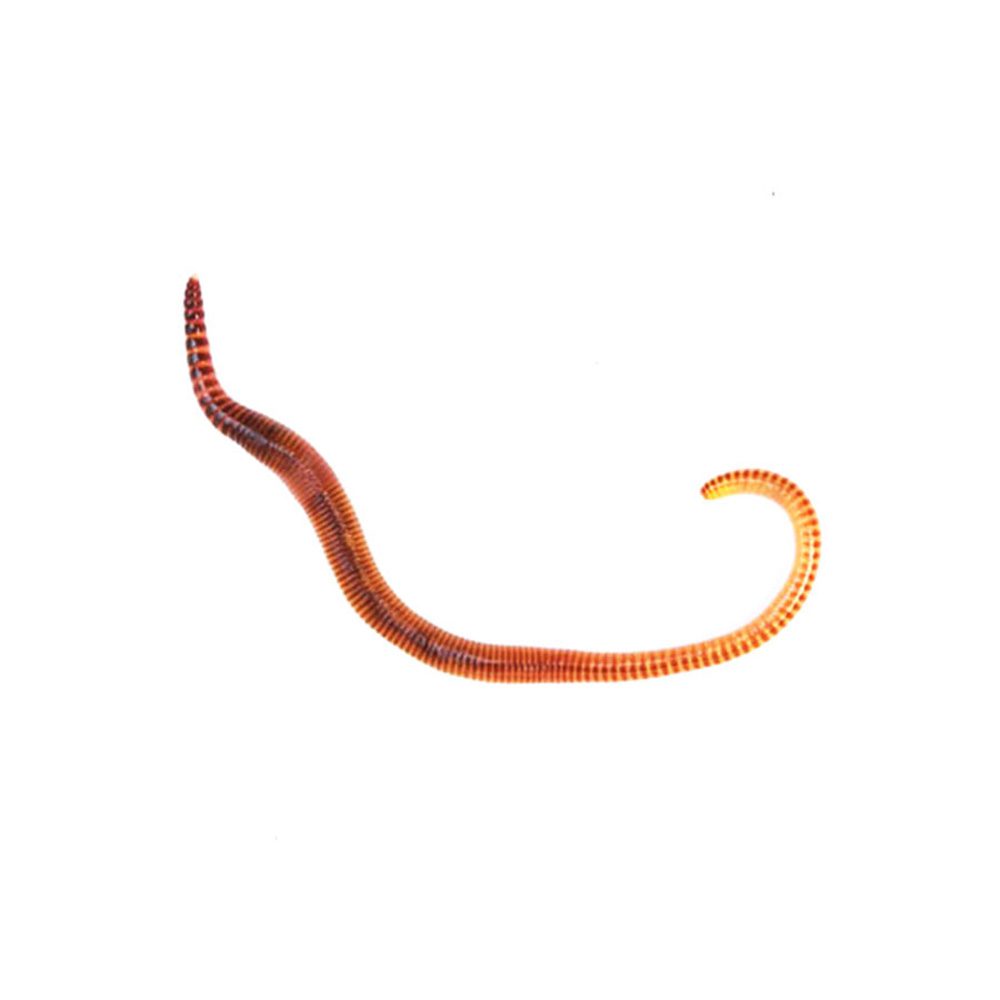 Small Worms (Dendrobaena) prepack 35