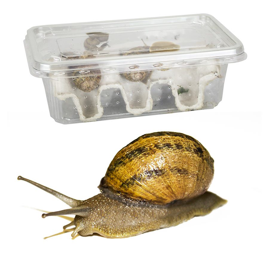 Feeder Snails Peregine