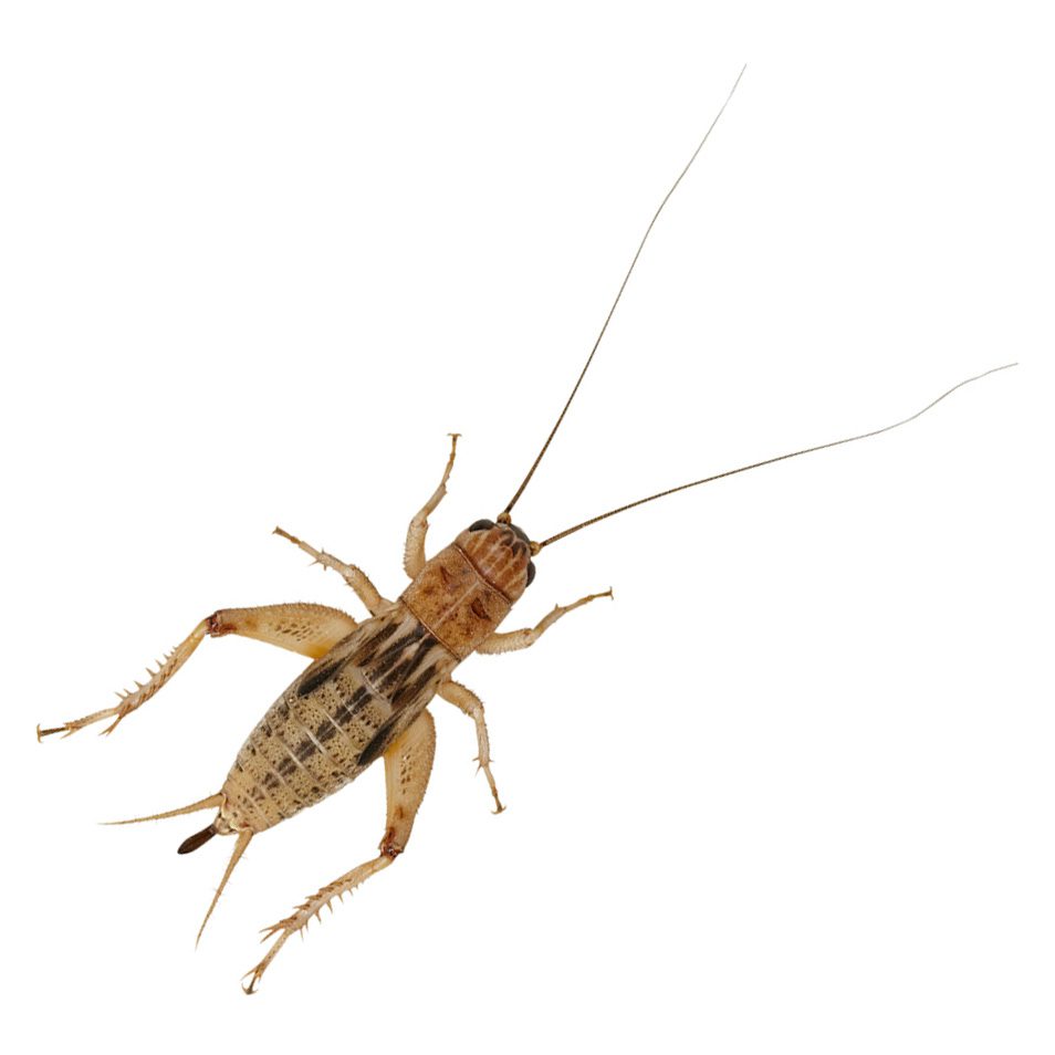 Silent Crickets, Large (Bag of 500)