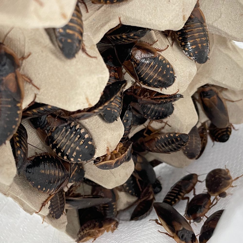 Dubia Cockroaches (Bag of 100), Adult