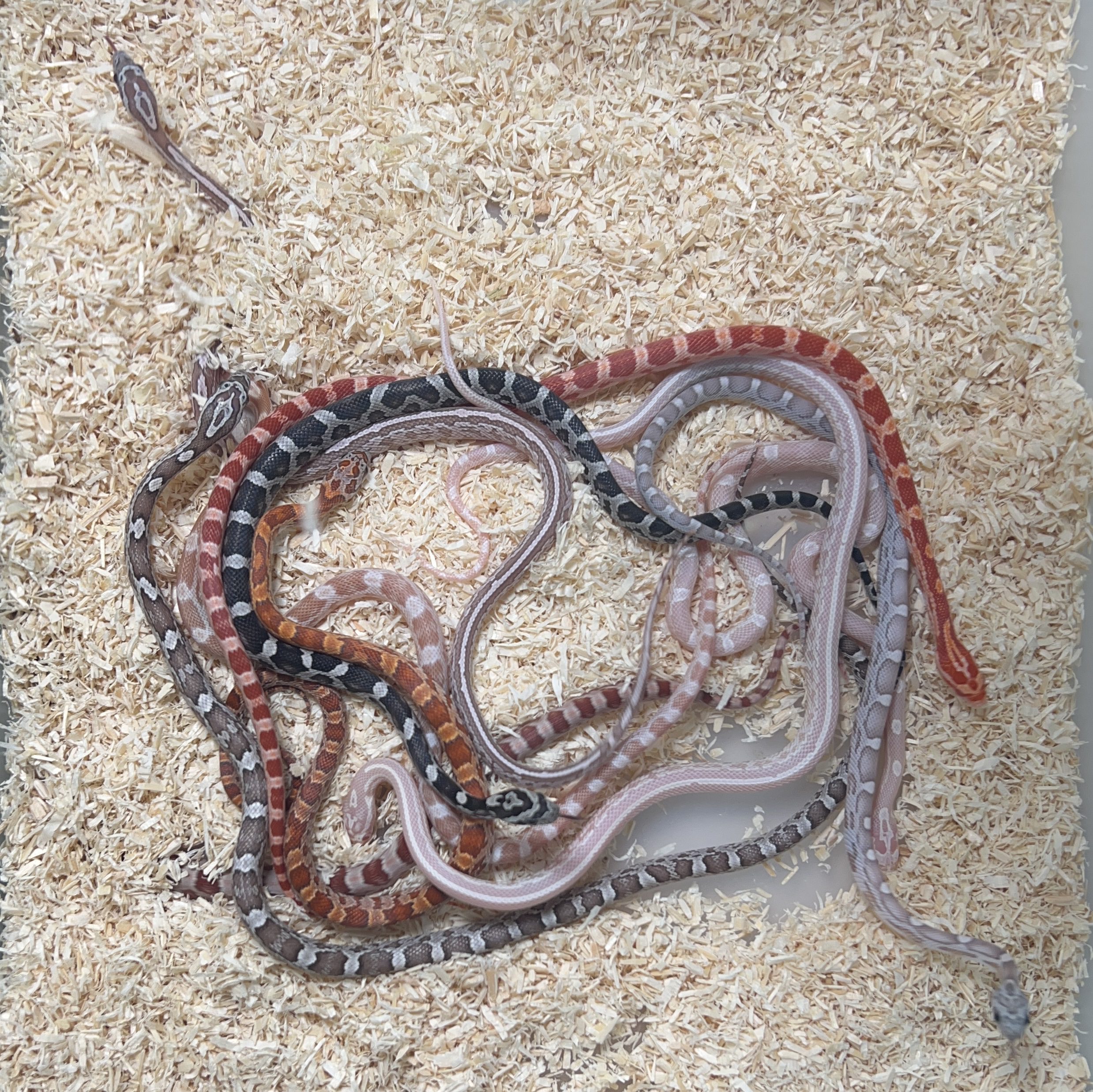 CB24 Corn Snake BUNDLE A 