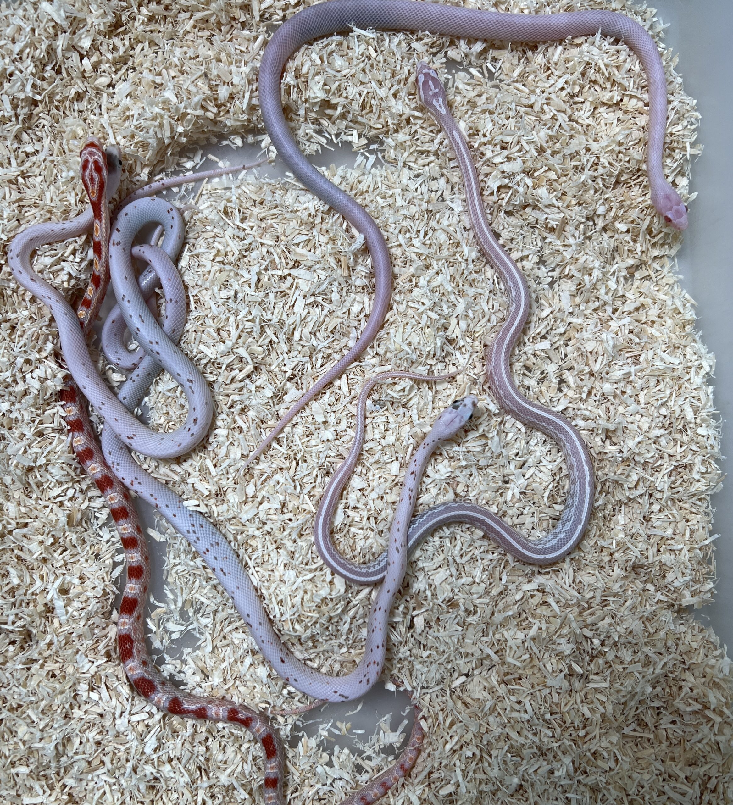 CB24 Premium Corn Snake *Bundle Deal of 5*