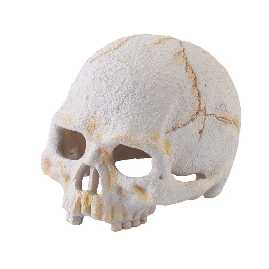 ET Primate Skull Small, PT2926