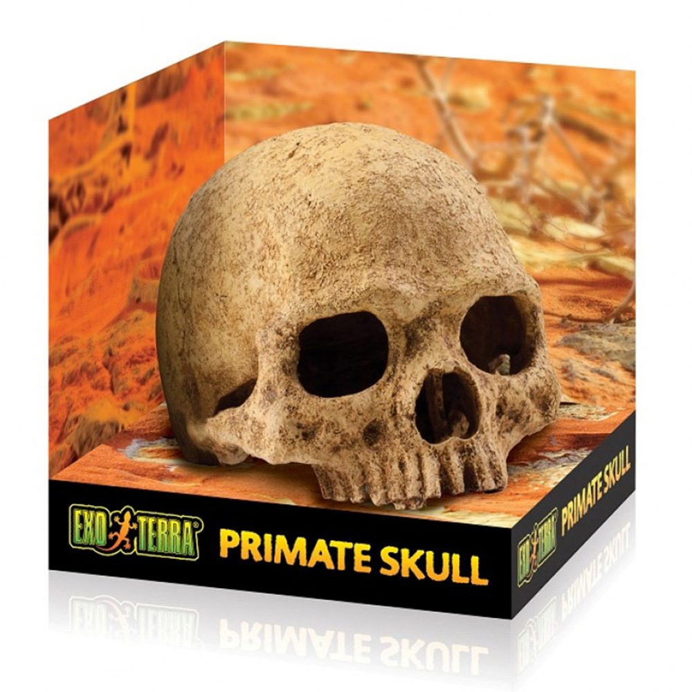 ET Primate Skull, PT2855