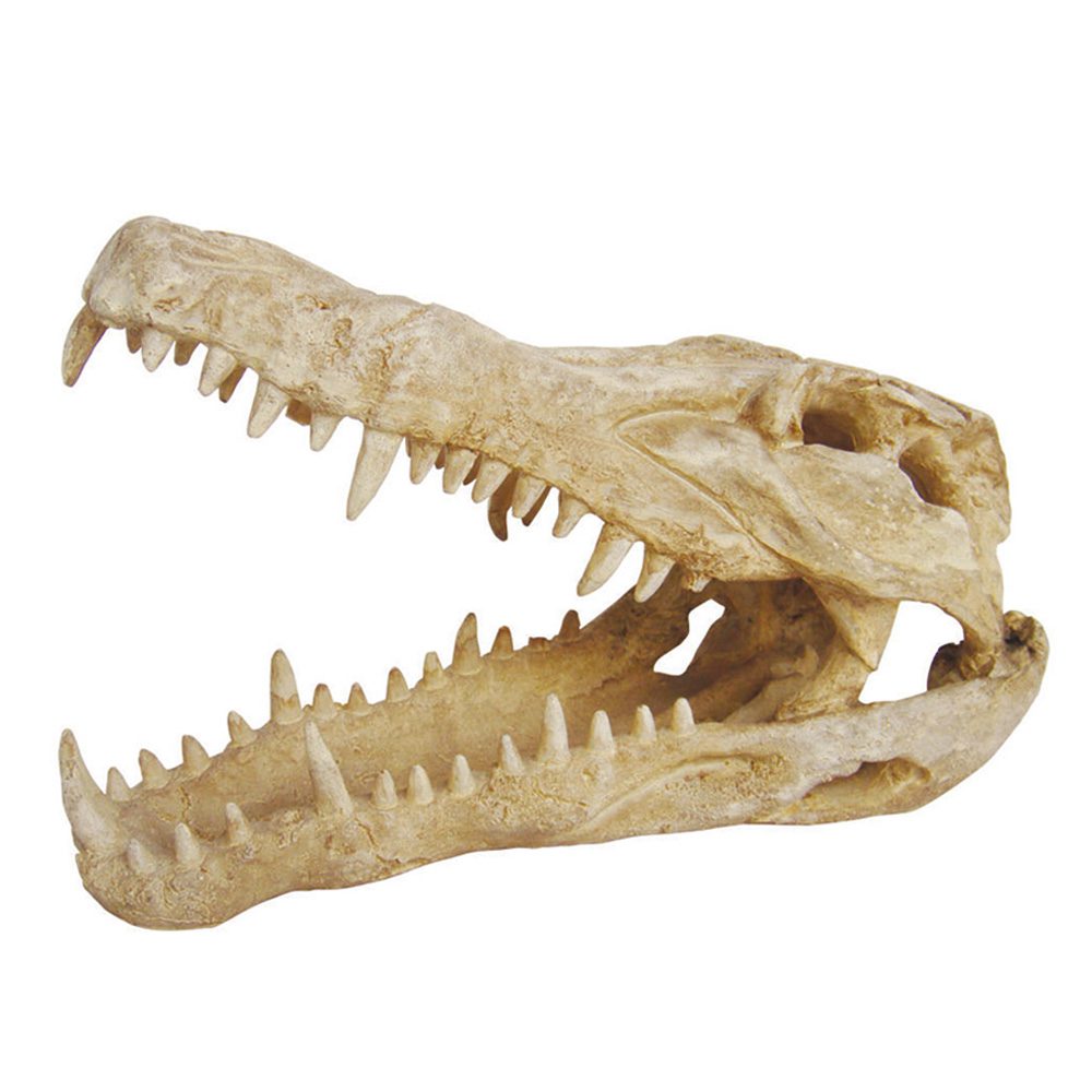 *LR Deco Skull Crocodile, DS-C