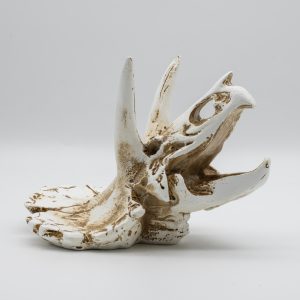 PR Triceratops Skull 17x12x12.5cm DPS035
