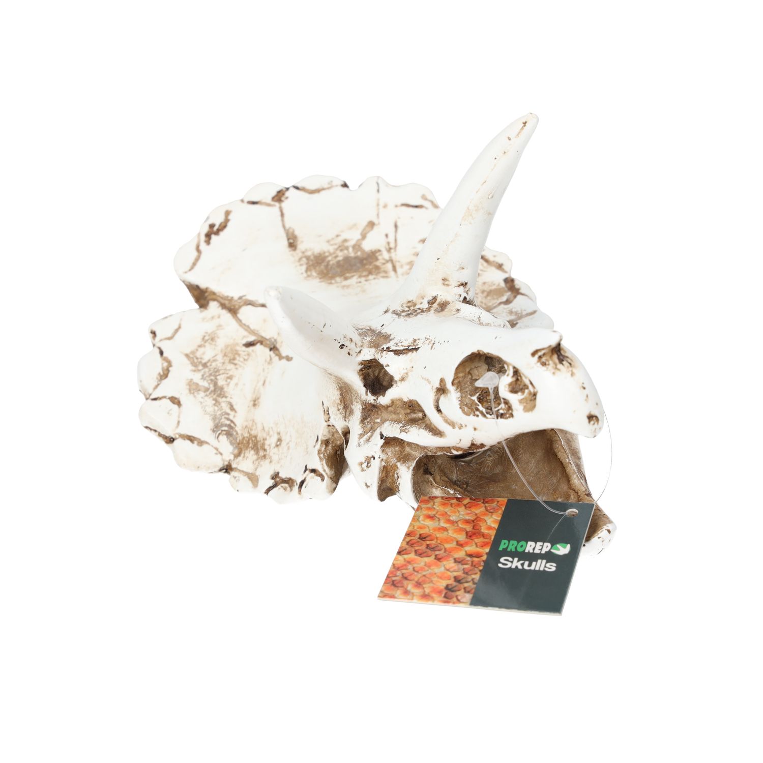 PR Triceratops Skull 17x12x12.5cm DPS035