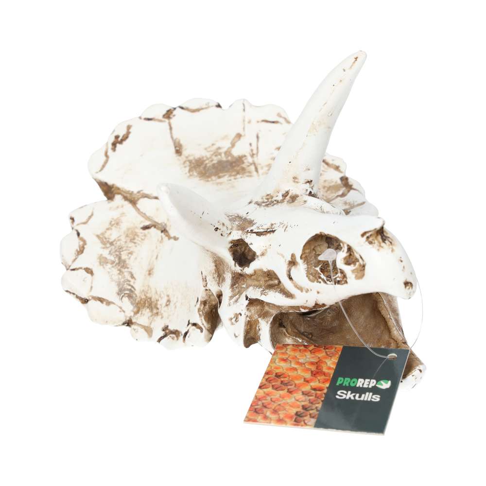 PR Triceratops Skull 17x12x12.5cm DPS035