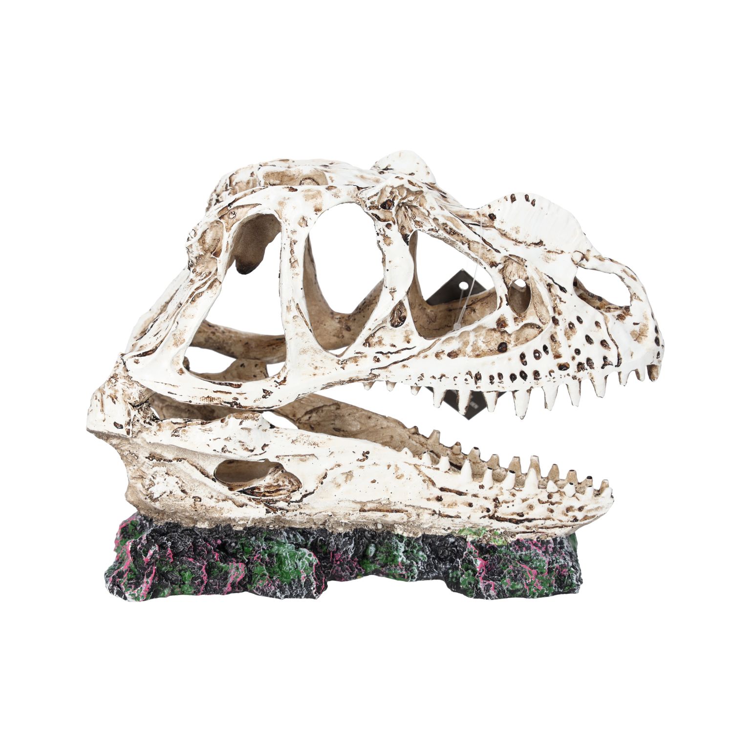 PR Ceratosuarus Skull 19x9x14cm DPS040