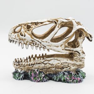 PR Allosaurus Skull 12.5x6x10cm DPS050