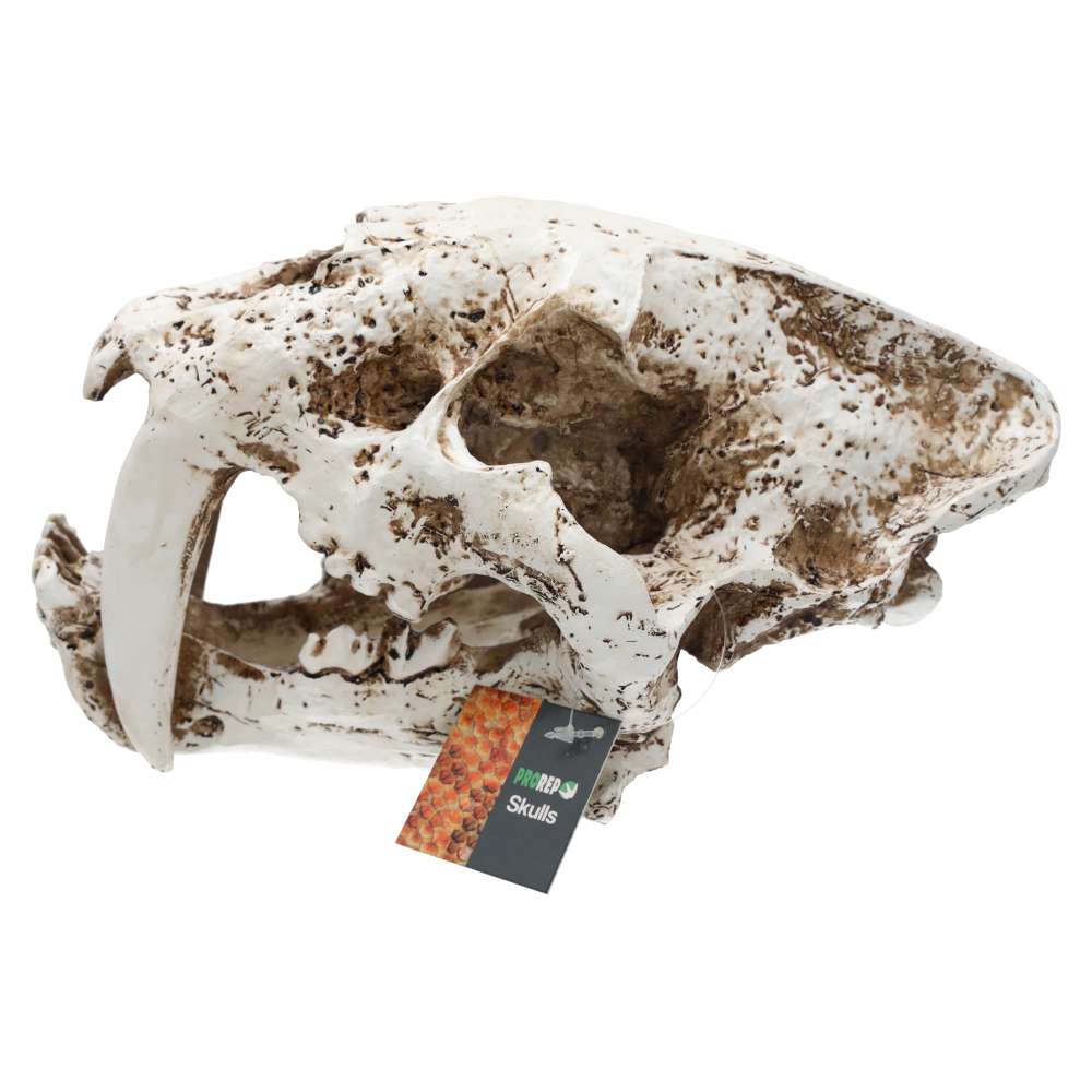 PR Smilodon Skull Lrg 26.5x14.5x15.5cm DPS055