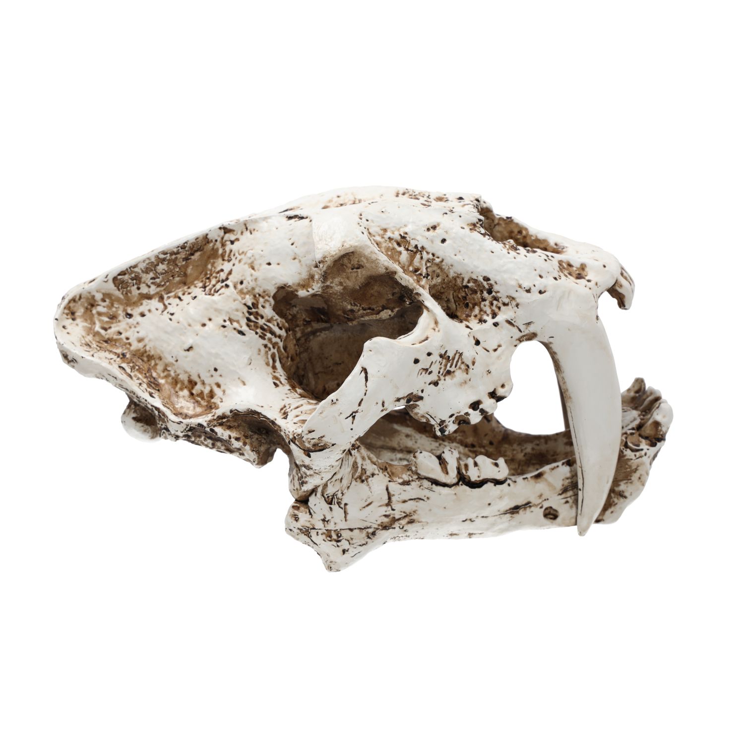 PR Smilodon Skull Lrg 26.5x14.5x15.5cm DPS055