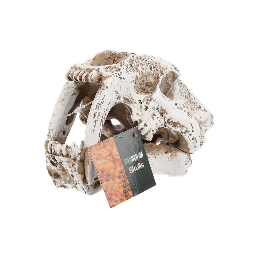 PR Smilodon Skull Med 19.5x10.5x11cm DPS060