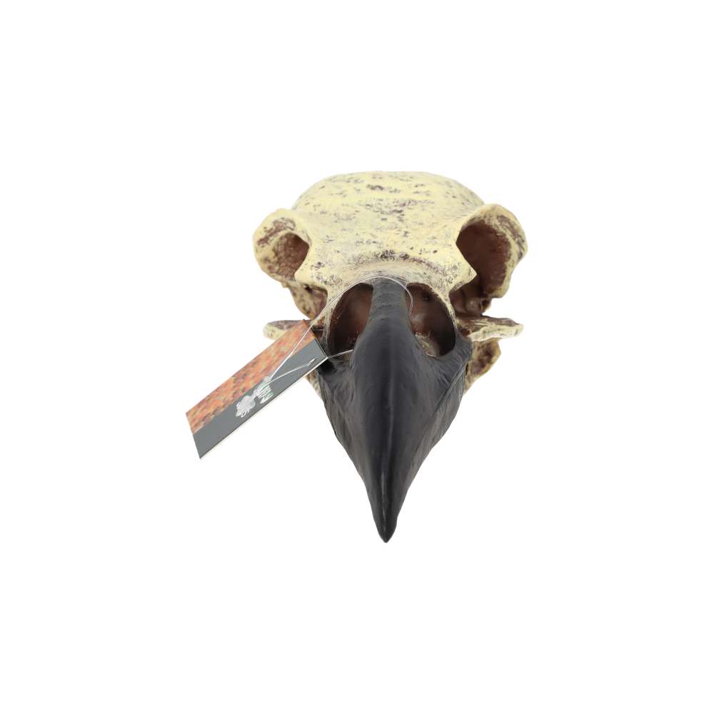 PR Corvid Skull 15.5x6.5x5.5cm DPS085