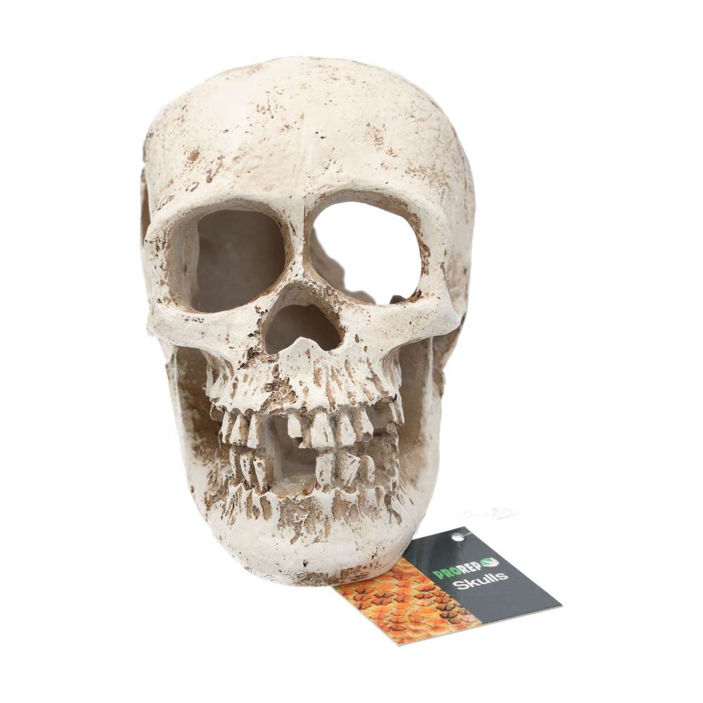 PR Human Skull 15x10x11.5cm DPS090