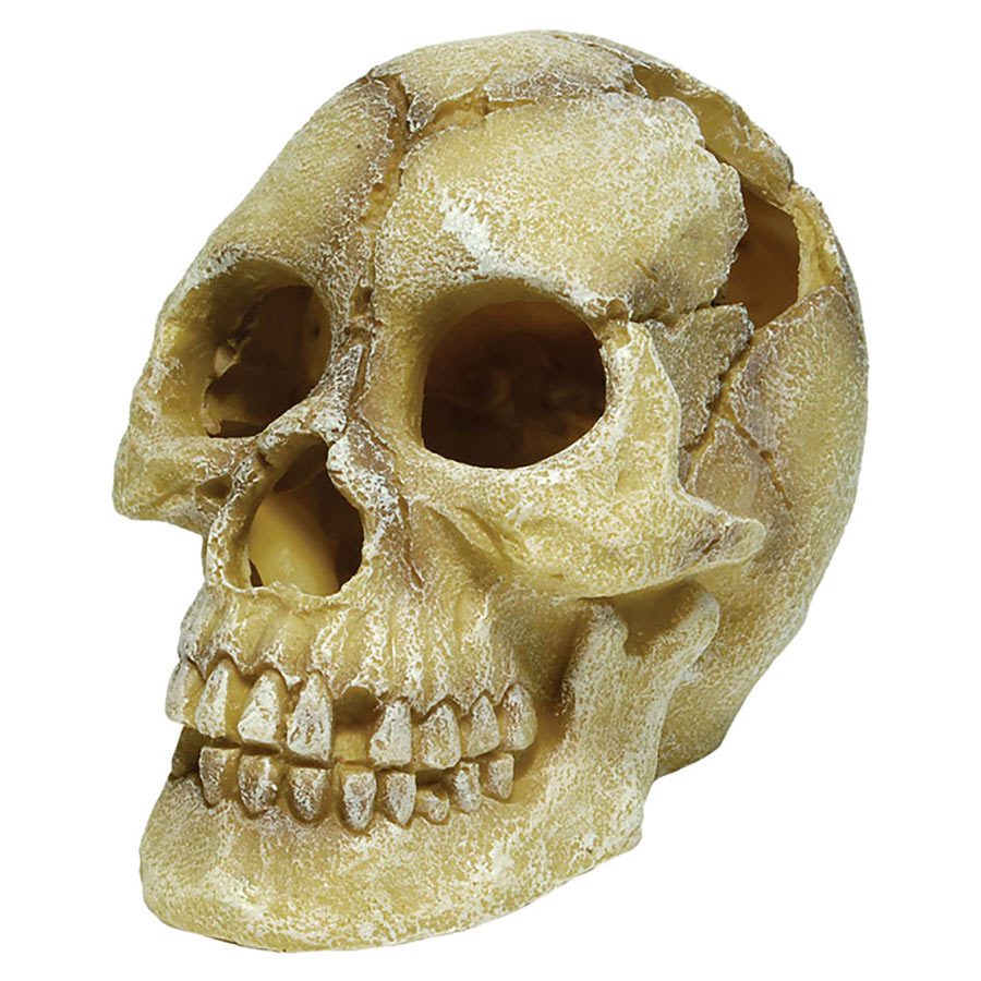RS Skull Human 12 x 18 x 13cm FP62082