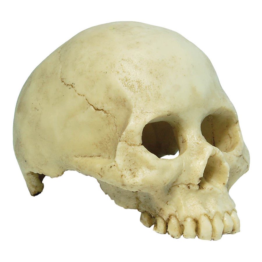 RS Skull Human 13.5 x 9 x 9cm FP950061
