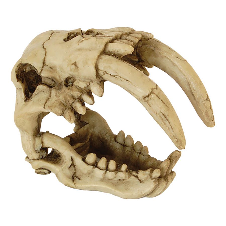RS Skull Saber Tooth Tiger 15.5x8.5x11.5cm FP20291