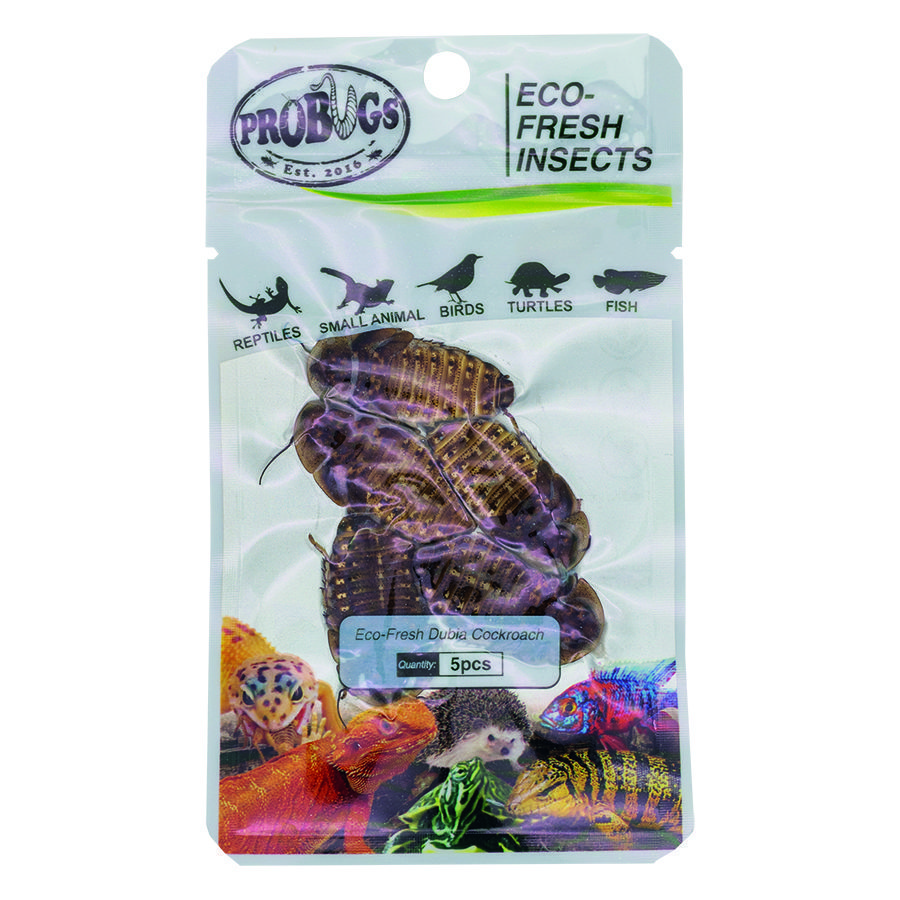 ProBugs 15 PACK Eco Fresh Dubia Cockroach, 5pcs