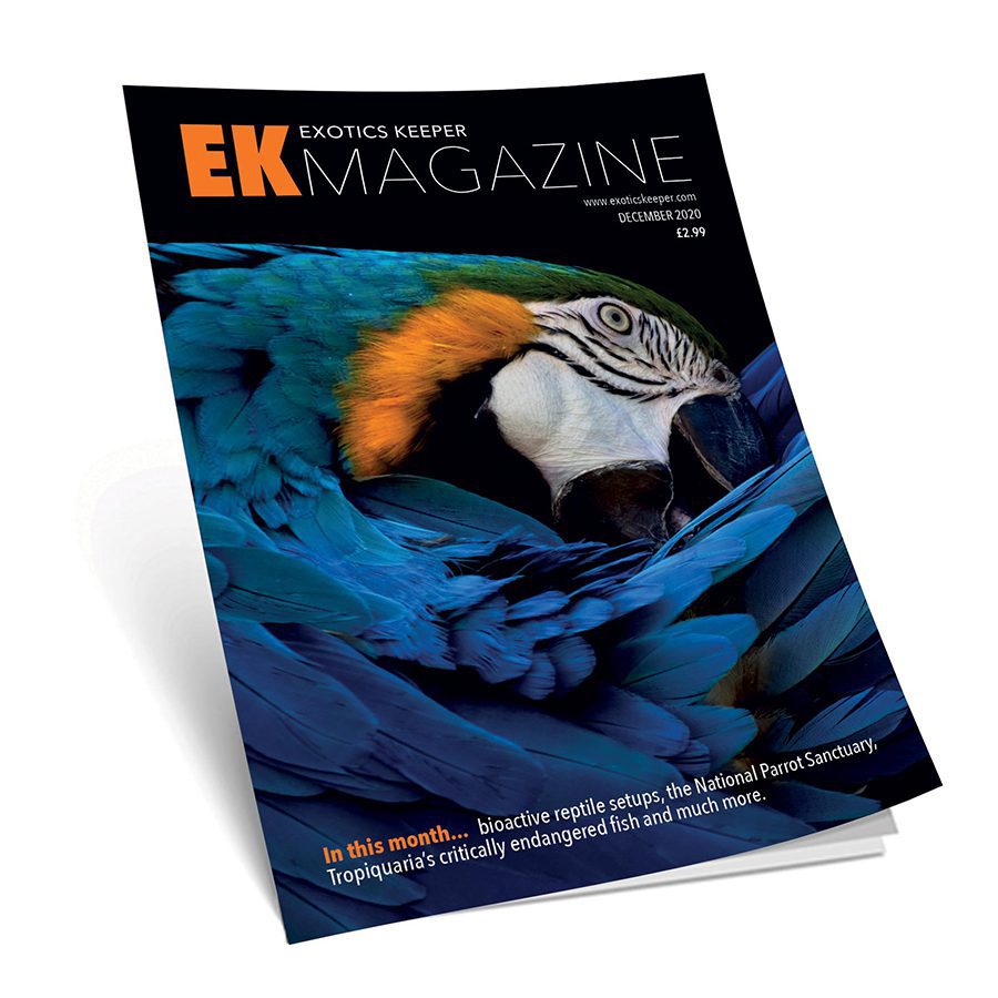 *EK Magazine BUNDLE OF 10 Dec-2020 (Issue 2)