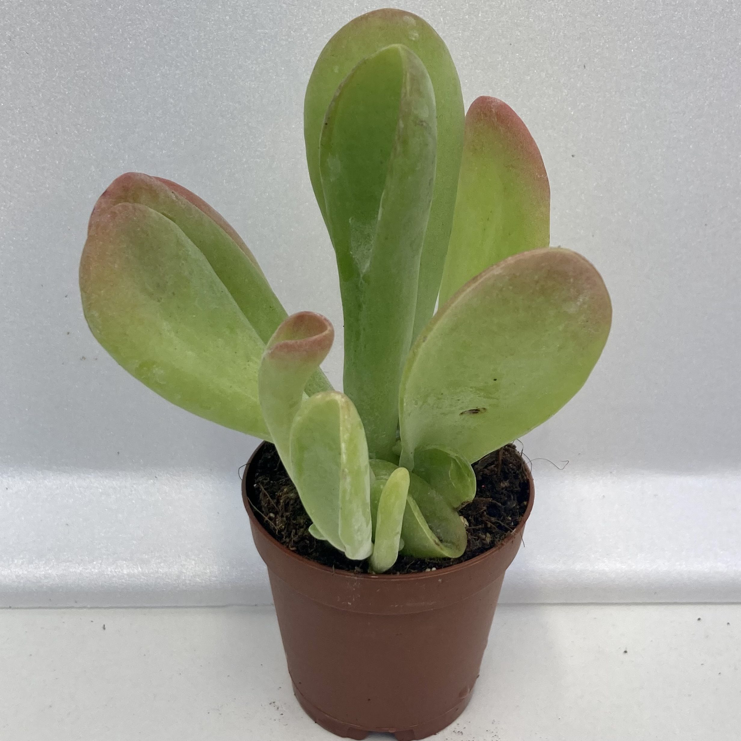 PR Live plant. Paddle Plant 'Red Lips' (Small)