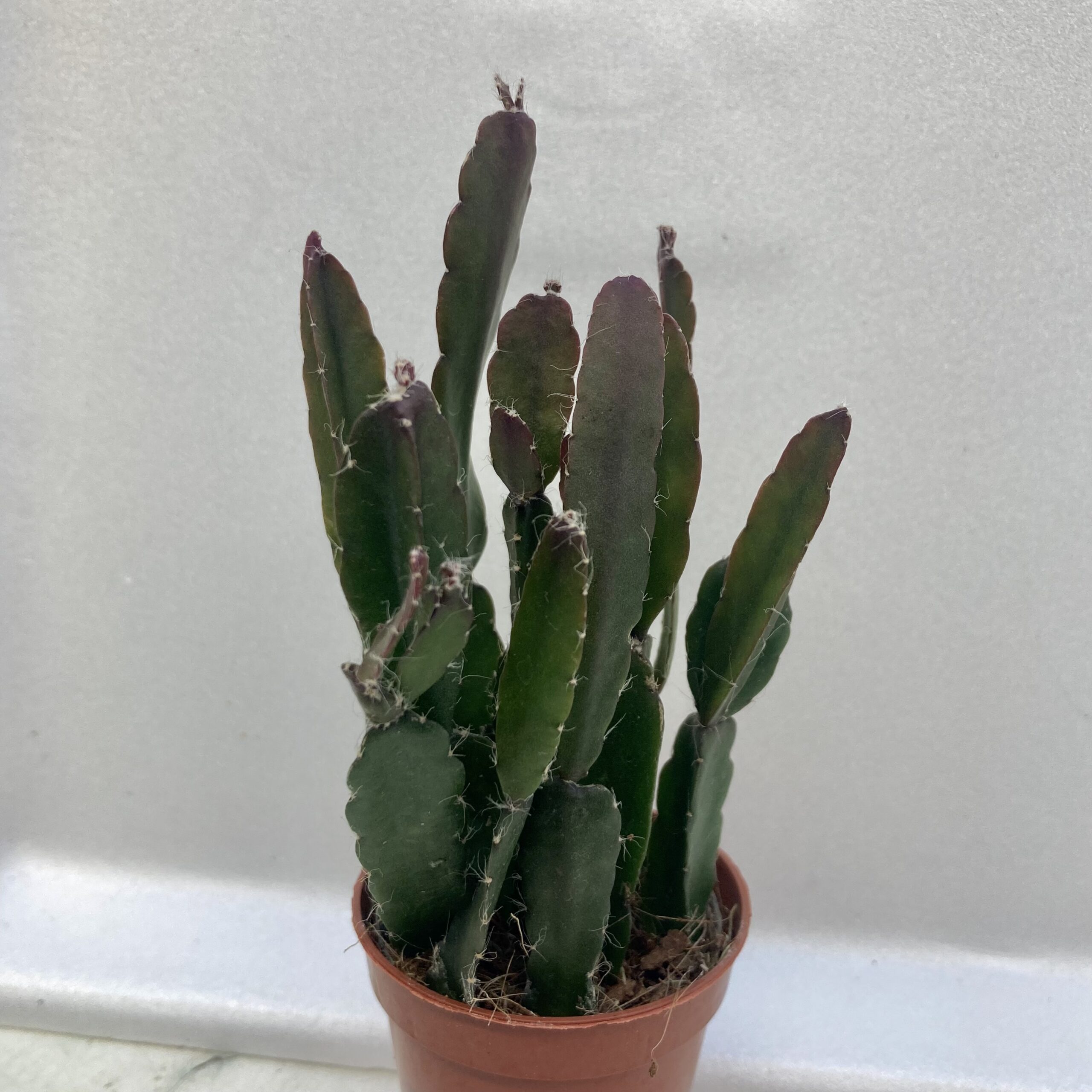 PR Live plant. Mistletoe Cactus (Small)