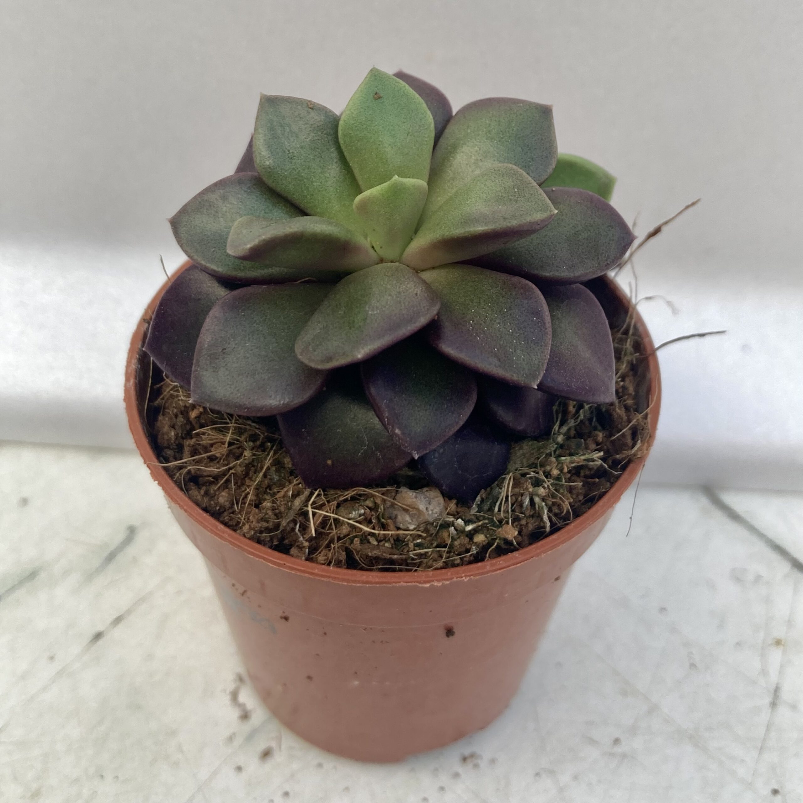 PR Live plant. Sunrise Succulent 'Purple' (Small)