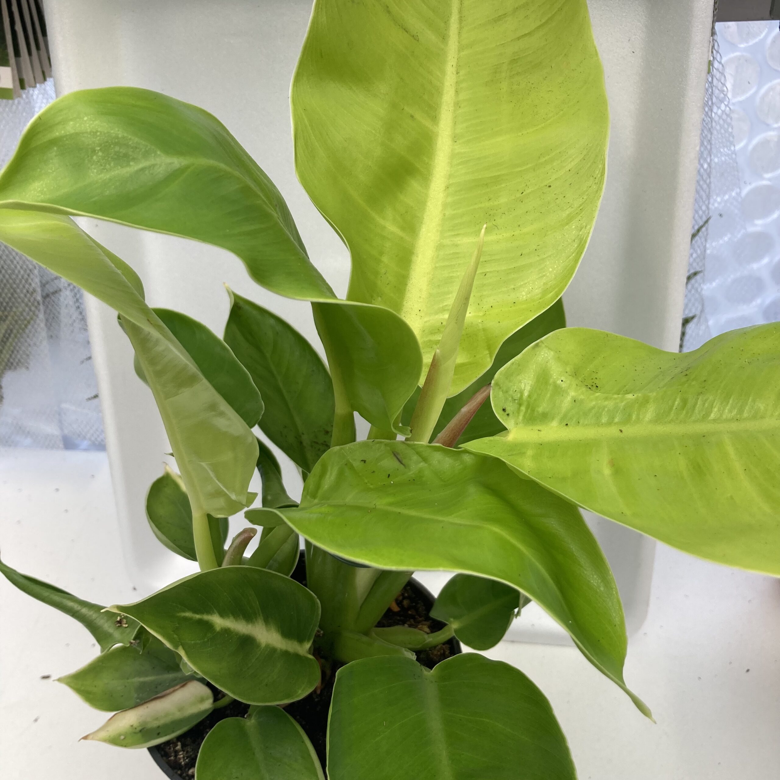 PR Live plant. Philodendron 'Moonshine' (Large)