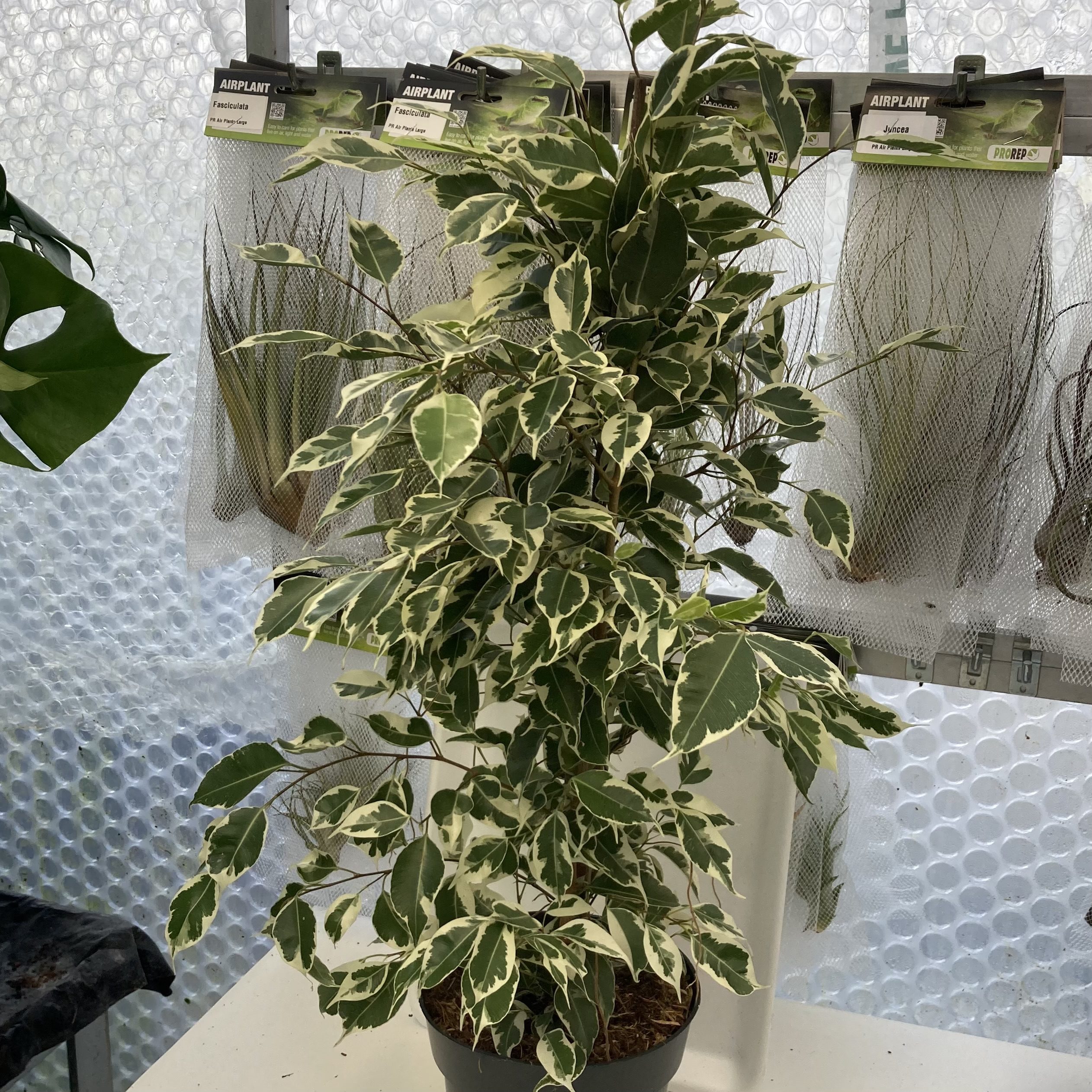 PR Live Plant: Weeping Fig 'Variegated' Extra Tall