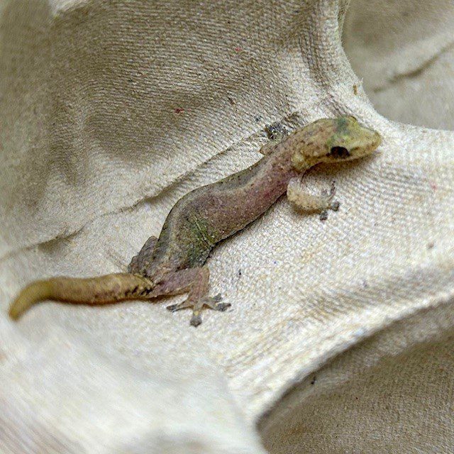 CB Indopacific Tree gecko