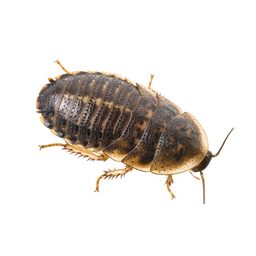 Dubia Cockroaches prepack, Medium Peregine